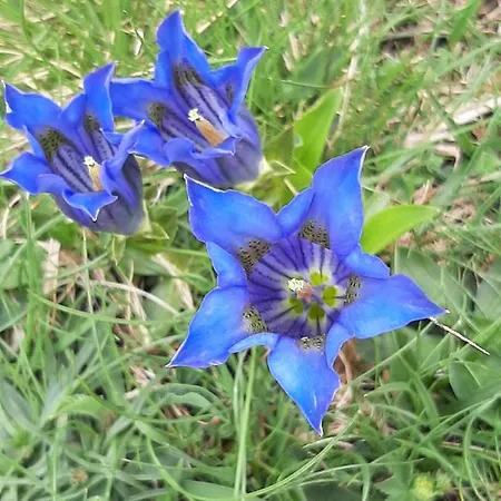 Les Pioupious De Club Engaly 2 Pour 4 Personnes Apartment *