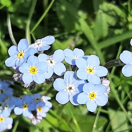 Les Pioupious De Club Engaly 2 Pour 4 Personnes *