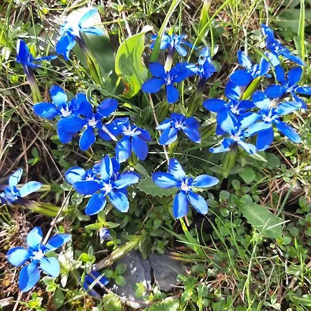 Les Pioupious De Club Engaly 2 Pour 4 Personnes * Aragnouet