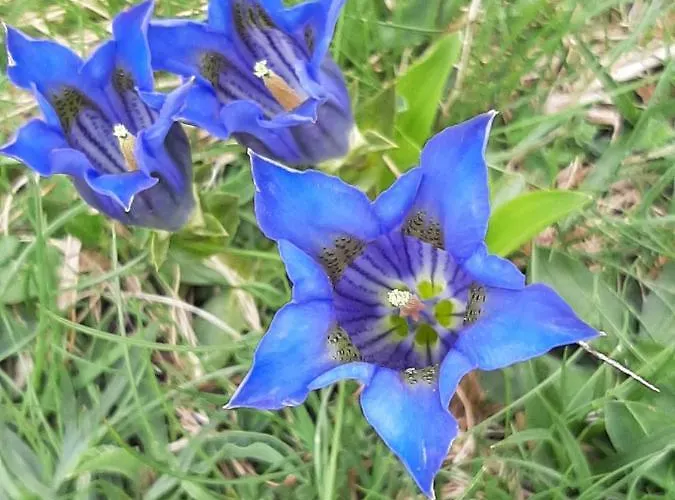 Les Pioupious De Club Engaly 2 Pour 4 Personnes Апартаменты *